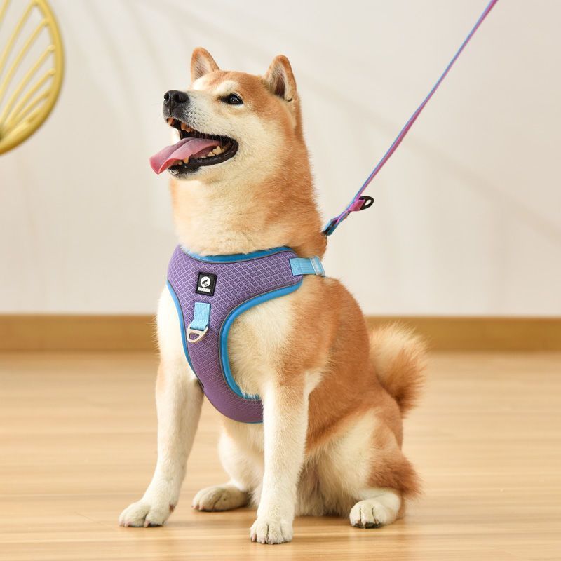Collars & Leashes