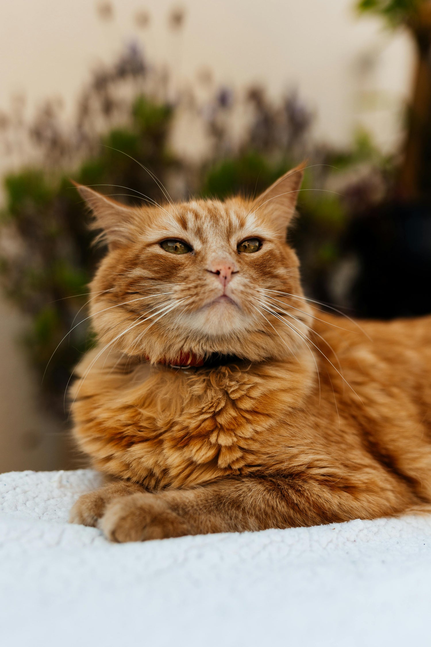 For Cats